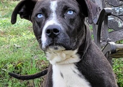 HSEC Pet of the Week: Look at those Blue Eyes! Smudge is Waiting for his new Family