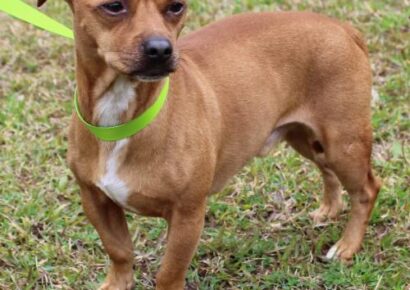 PAHS Pet of the Week is Mac! Chihuahua/Pug Mix Needs Love and Will Learn Trust