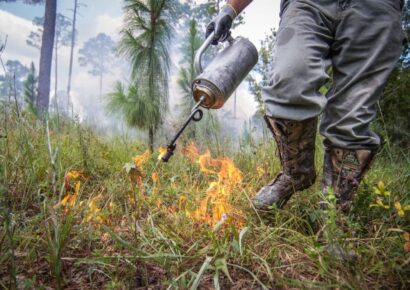 Prescribed Fire Planned at Wind Creek State Park in March