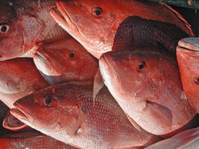 Alabama’s Red Snapper Season Opens May 27