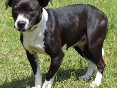 PAHS Pet of the Week is Tesla; Leash-trained and calm, would be fine with dogs and children