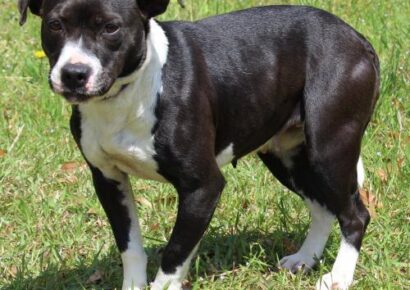 PAHS Pet of the Week is Tesla; Leash-trained and calm, would be fine with dogs and children