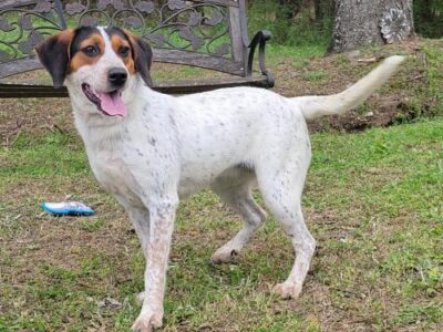 HSEC Pet of the Week is Biscuit: Great with Other Dogs and Loves Attention