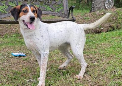 HSEC Pet of the Week is Biscuit: Great with Other Dogs and Loves Attention