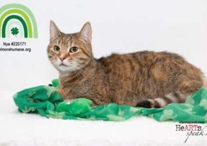 HSEC Pet of the Week is Nya: Declawed and would be Great as the Only Cat