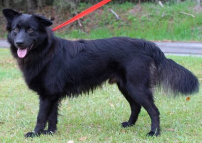 PAHS Pet of the Week is Rocco! Gorgeous boy Never meets a Stranger