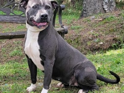 HSEC Pet of the Week is Starlight! Found as a Stray, she is Friendly, Good with Male Dogs and Loves Everyone