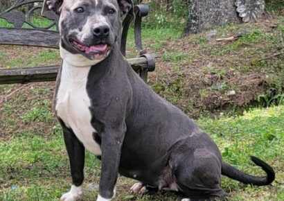 HSEC Pet of the Week is Starlight! Found as a Stray, she is Friendly, Good with Male Dogs and Loves Everyone