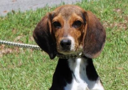 PAHS Pet of the Week is Trooper: Handsome, Young Beagle is Super Active
