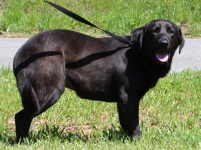 PAHS Pet of the Week is Bob! Very laid back, He is waiting for a family to love