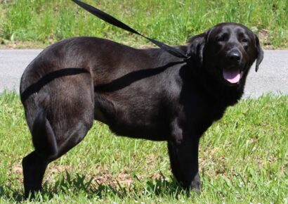 PAHS Pet of the Week is Bob! Very laid back, He is waiting for a family to love
