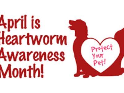 April is Heartworm Awareness Month; All dogs Should be on Prevention