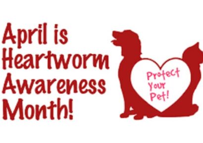 April is Heartworm Awareness Month; All dogs Should be on Prevention