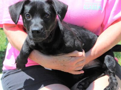 PAHS Pet of the Week: Phoebe is Ready to Offer Plenty of Puppy Love!