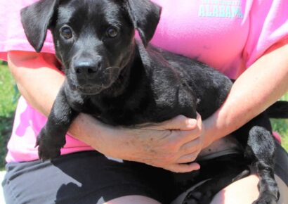 PAHS Pet of the Week: Phoebe is Ready to Offer Plenty of Puppy Love!