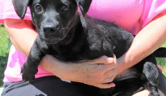 PAHS Pet of the Week: Phoebe is Ready to Offer Plenty of Puppy Love!