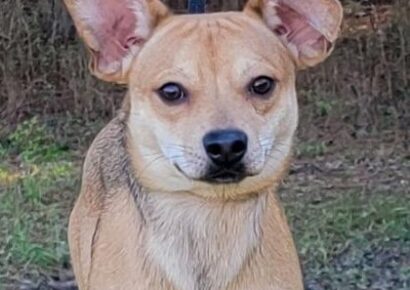 HSEC Pet of the Week is Bandit! High Energy Fellow but is Good with other dogs, children and cats