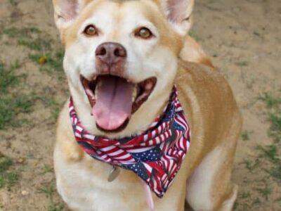 HSEC Pet of the Week is Bennie! She loves Giving and Getting Attention