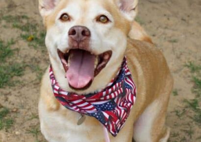 HSEC Pet of the Week is Bennie! She loves Giving and Getting Attention