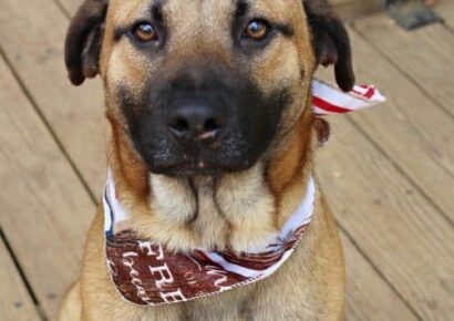 HSEC Pet of the Week is George! Playful and loves his Toys