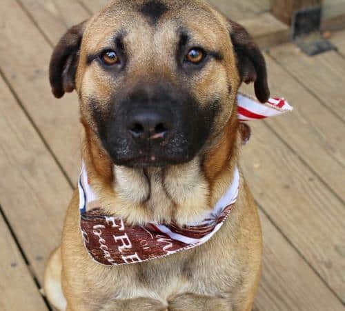 HSEC Pet of the Week is George! Playful and loves his Toys
