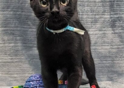 HSEC Pets of the Week – Jasper, Jimmy Jellybean & Joey