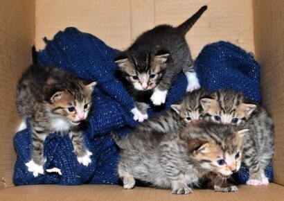 HSEC News: It is Kitten Season for HSEC; Please have your Pets spayed or neutered