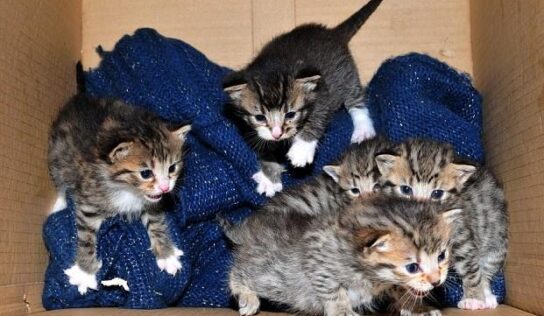 HSEC News: It is Kitten Season for HSEC; Please have your Pets spayed or neutered