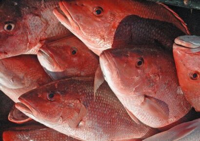 Reminder That Alabama’s Red Snapper Season Opens May 27