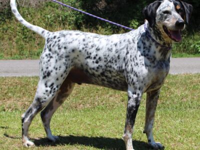 PAHS Pet of the Week is Tael! Bluetick Hound is a Big Guy, but Well-Behaved, leash and house-trained