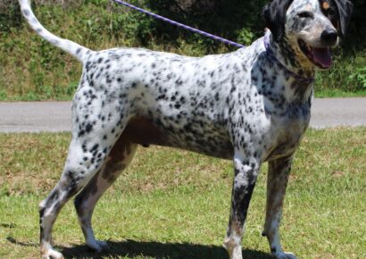 PAHS Pet of the Week is Tael! Bluetick Hound is a Big Guy, but Well-Behaved, leash and house-trained