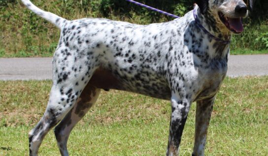 PAHS Pet of the Week is Tael! Bluetick Hound is a Big Guy, but Well-Behaved, leash and house-trained