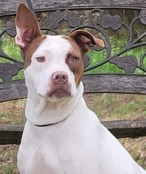 HSEC Pet of the Week: Trixie is super Sweet and Great with Cats