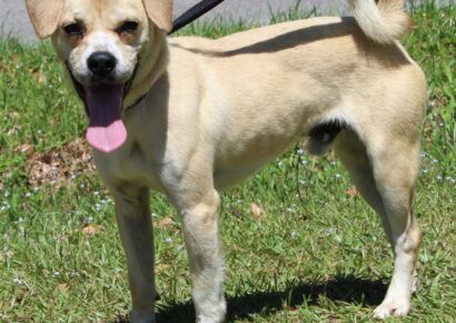 Foster Family needed for Madari; He is a Pugle! (Pug/Beagle mix)