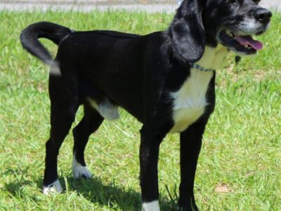 PAHS Pet of the Week is Thumper! He is Playful, Active and a Well-Behaved Fellow