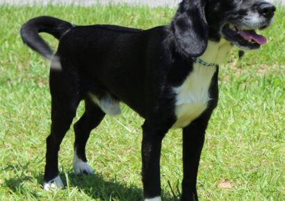 PAHS Pet of the Week is Thumper! He is Playful, Active and a Well-Behaved Fellow