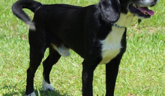 PAHS Pet of the Week is Thumper! He is Playful, Active and a Well-Behaved Fellow