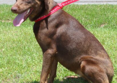 PAHS Pet of the Week: Meet Dove! Sweet, Gentle Girl waiting for New Family to Love