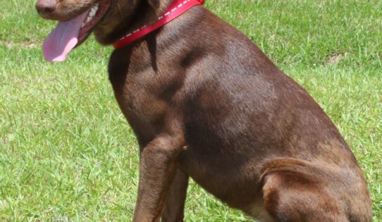 PAHS Pet of the Week: Meet Dove! Sweet, Gentle Girl waiting for New Family to Love