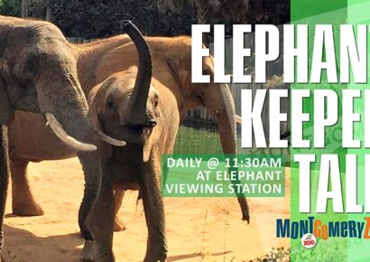 Montgomery Zoo to hold Thrifty Tuesdays in June, July
