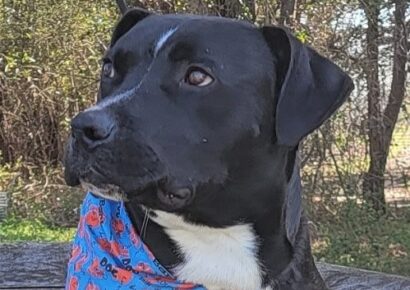 Gilbert is HSEC’s Pet of the Week! Giant Lap Dog loves Treats