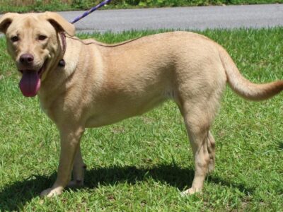 PAHS Pet of the Week: Meet Nala! Lab Mix is already Spayed, Good with other Dogs and Playful