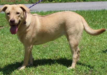 PAHS Pet of the Week: Meet Nala! Lab Mix is already Spayed, Good with other Dogs and Playful