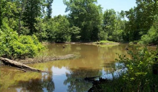 Open Woods Weeks Announced for the Forever Wild Sipsey River Complex