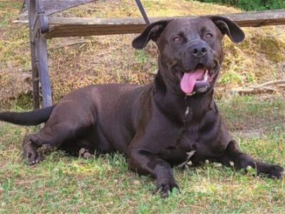 HSEC Pet of the Week: Meet Steve! A bit Shy but Super Loving