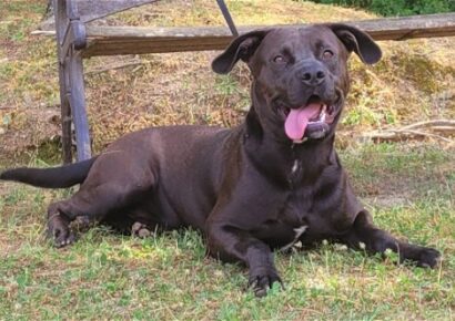 HSEC Pet of the Week: Meet Steve! A bit Shy but Super Loving