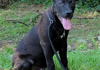 HSEC Pets of the Week: Bayou, Boudreaux, Cajun and Crawfish; Big, Goofy and Playful Pups