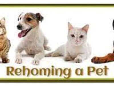 HSEC News: ‘Free to Good Home’ is Sad and all Too Common