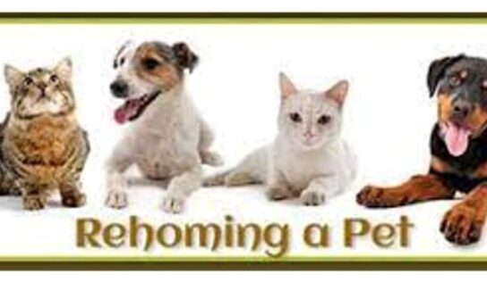 HSEC News: ‘Free to Good Home’ is Sad and all Too Common