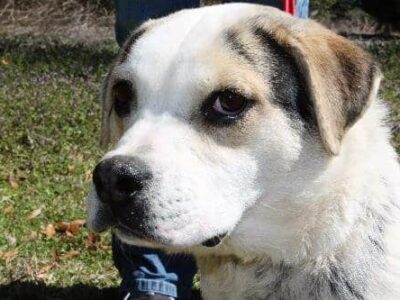PAHS Pet of the Week: Meet Beatrice; Senior Beagle Mix very sweet and loving